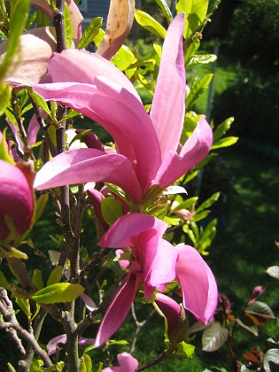 Magnolia