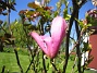 Magnolia  
  
2014-05-17 IMG_0039