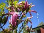 Magnolia  
  
2014-05-17 IMG_0040