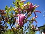 Magnolia  
  
2014-05-17 IMG_0041