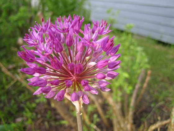 Allium Purple Sensation {  } 