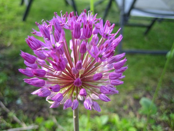 Allium Purple Sensation