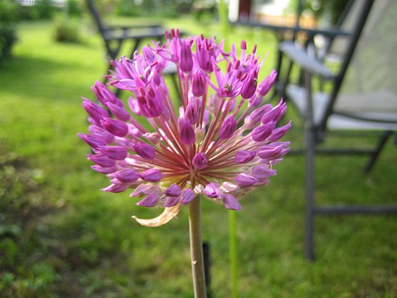 Allium Purple Sensation