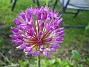 Allium Purple Sensation