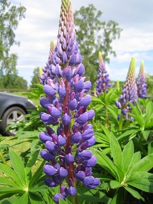 Lupin  
  
2014-05-31 IMG_0002  
Granudden  
Färjestaden  
Öland