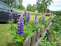 Lupiner  
  
2014-05-31 IMG_0001