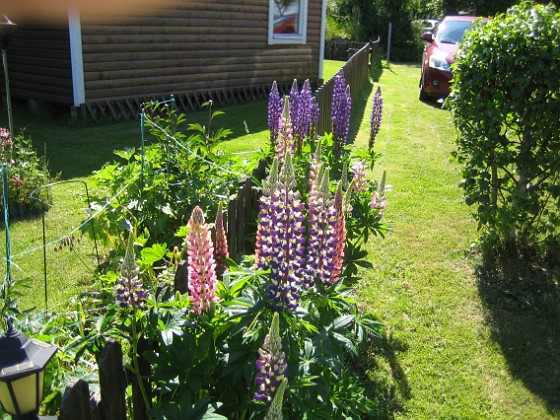 Lupiner  
  
2014-06-07 IMG_0017  
Granudden  
Färjestaden  
Öland