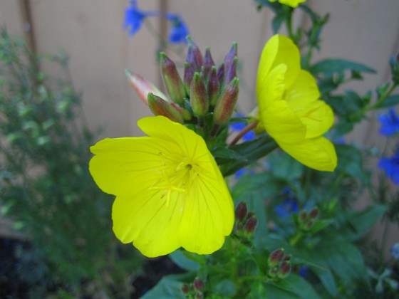 Nattljus { Gullnattlus, Oenothera Fruticosa } 