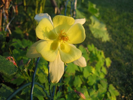 Akleja 
Samma blomma fotograferad i samma kvällssol fast framifrån.