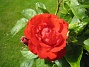 Ros  
  
2014-07-04 IMG_0035