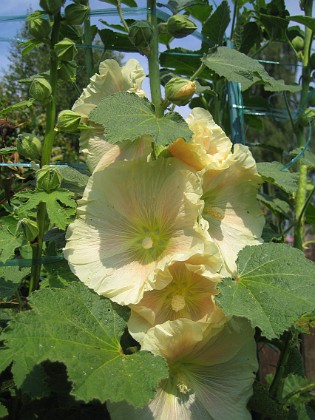 Stockros 
Alcea Rosea Ficifolia