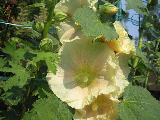 Stockros { Alcea  Ficifolia } 