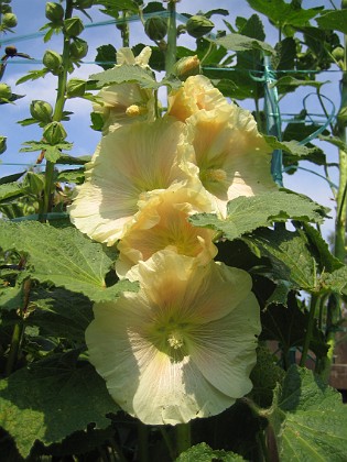 Alcea Ficifolia { Flerårig Stockros } 