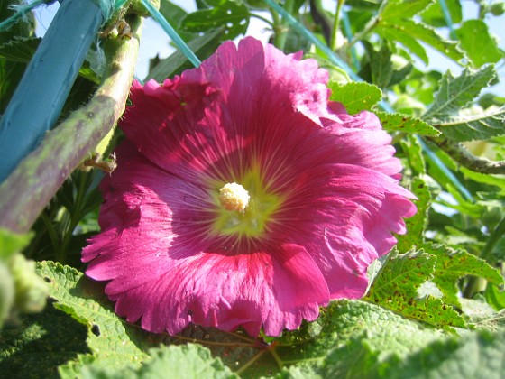 Flerårig Stockros 
Alcea Rosea Ficifolia