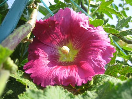 Stockros 
Alcea  Ficifolia