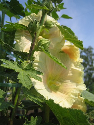 Stockros  
Alcea  Ficifolia  
2014-07-06 IMG_0040  
Granudden  
Färjestaden  
Öland