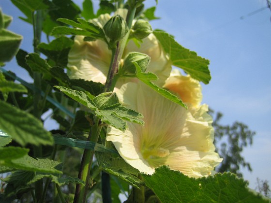 Stockros { Alcea Rosea Ficifolia } 