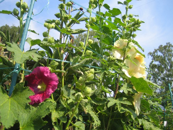 Stockros { Alcea Rosea Ficifolia } 