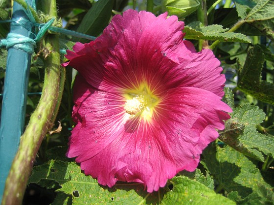 Alcea Ficifolia { Stockros } 