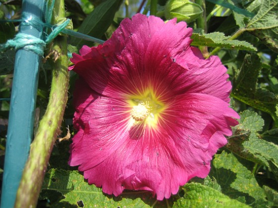 Stockros { Alcea Ficifolia } 