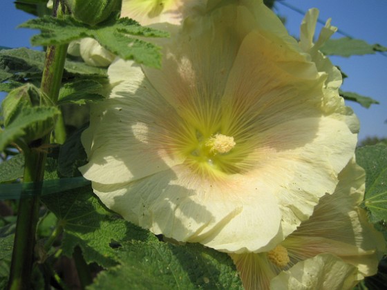 Stockros { Alcea Ficifolia } 