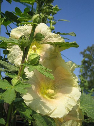 Alcea Ficifolia 
Stockros