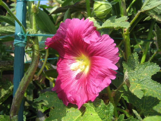 Stockros 
Alcea Ficifolia