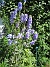Riddarsporre  
  
2014-07-17 IMG_0046