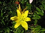 LiljorLilja  
  
2014-07-17 IMG_0054