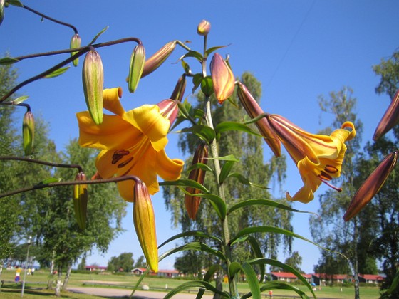 Trumpetlilja 'African Queen' {  } 