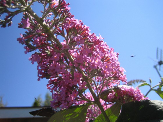 Buddleia Davidii {  } 