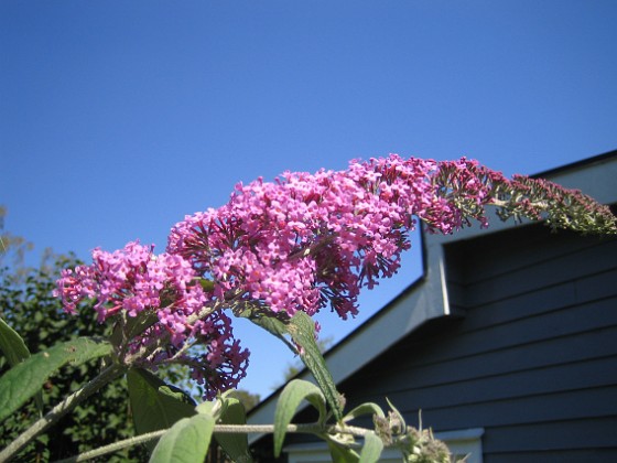 Buddleia Davidii 
