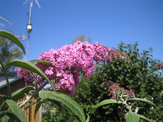 Buddleia Davidii {  } 