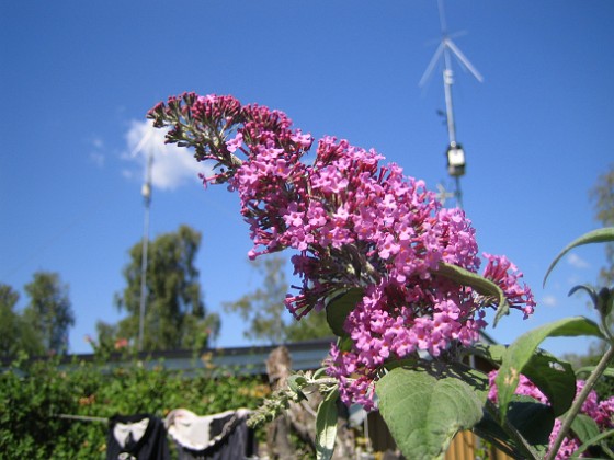 Buddleia Davidii 
