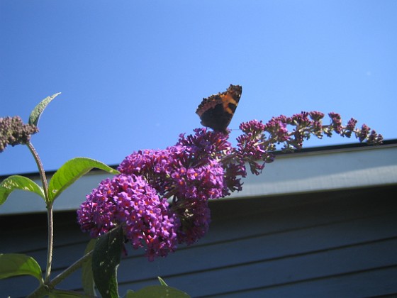 Buddleia Davidii 
