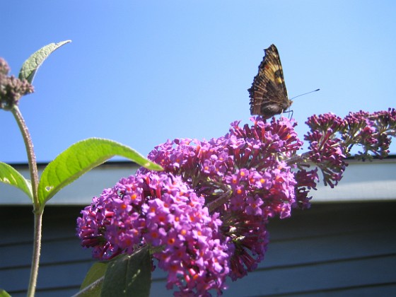 Buddleia Davidii 
