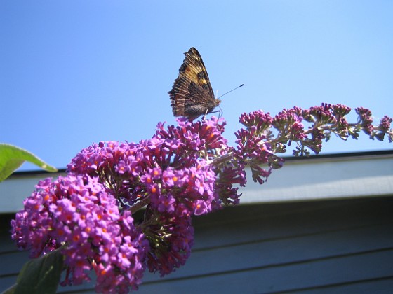 Buddleia Davidii {  } 