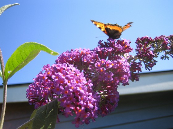 Buddleia Davidii {  } 