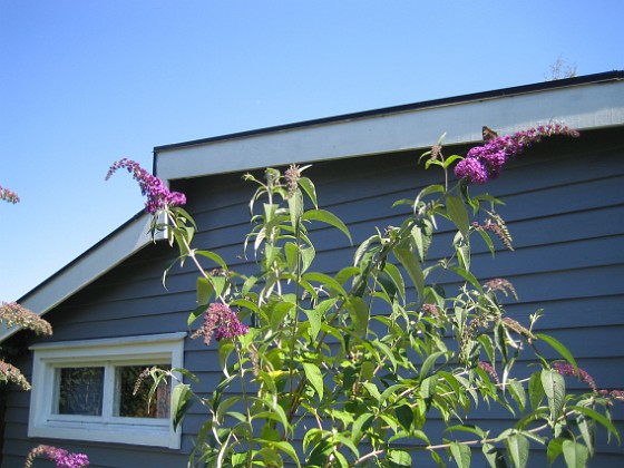 Buddleia Davidii {  } 