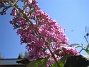 Buddleia Davidii