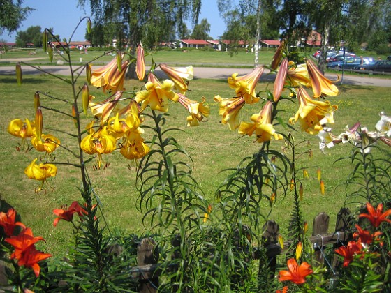 Trumpetlilja  
  
2014-07-24 IMG_0020  
Granudden  
Färjestaden  
Öland