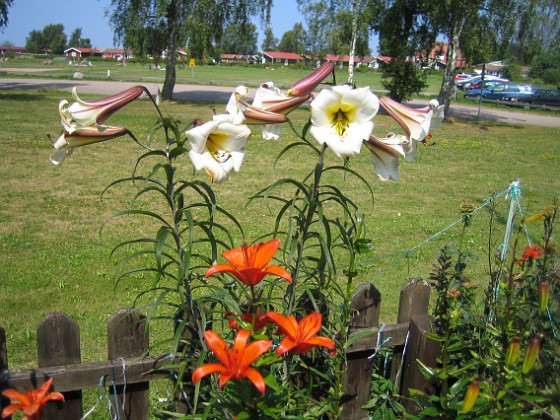 Trumpetlilja  
  
2014-07-24 IMG_0023  
Granudden  
Färjestaden  
Öland