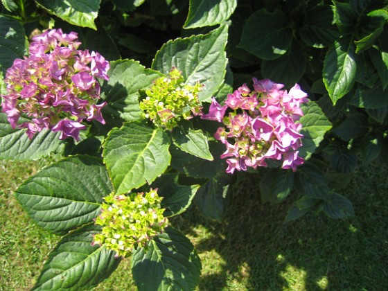 Hortensia  
  
2014-07-26 IMG_0028  
Granudden  
Färjestaden  
Öland