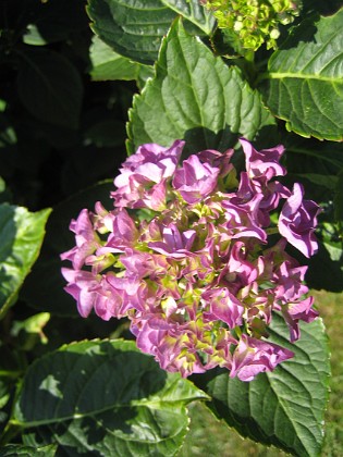 Hortensia