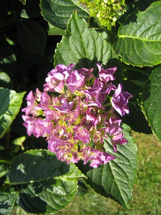 Hortensia {  } 