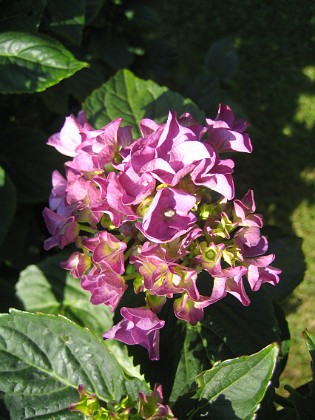 Hortensia {  } 