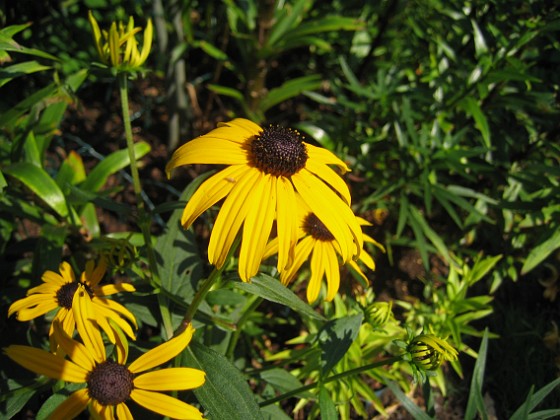 Strålrudbeckia  
  
2014-08-03 Granudden_0021  
Granudden  
Färjestaden  
Öland