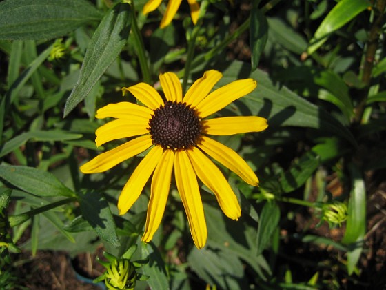 Strålrudbeckia  
  
2014-08-03 Granudden_0022  
Granudden  
Färjestaden  
Öland