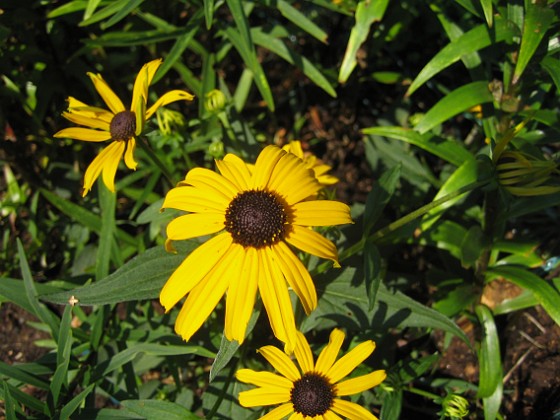 Strålrudbeckia {  } 