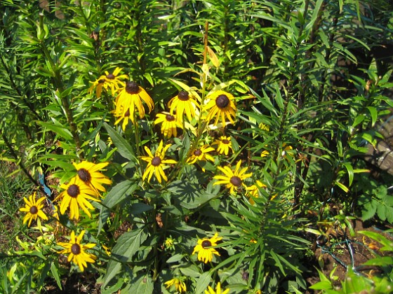 Strålrudbeckia {  } 